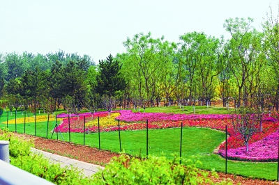 &ldquo;霸王&rdquo;火炬樹  退出京承高速沿線