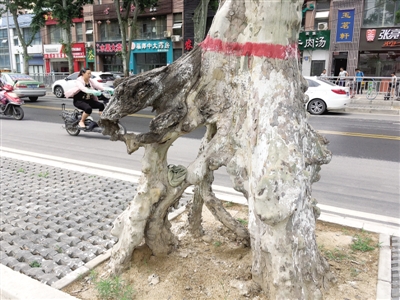 法桐&ldquo;盆景&rdquo; 市區(qū)道路整修的見證者