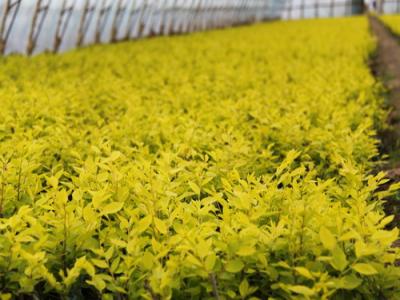 夏季種植金葉榆有哪些注意事項？