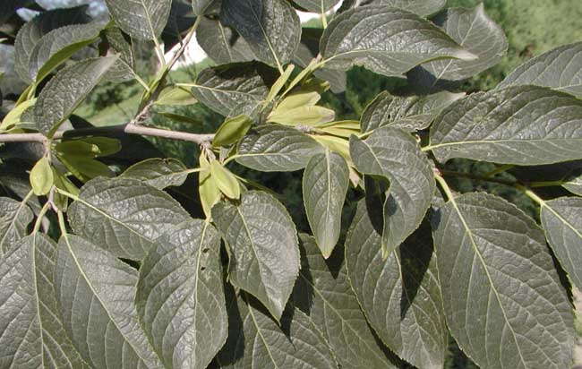 杜仲的種植養(yǎng)護技術(shù)