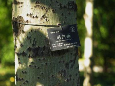 什么叫毛白楊？毛白楊有哪些特點？