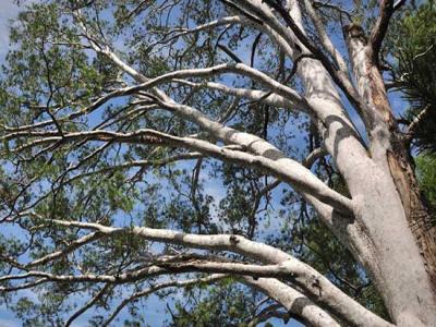 白皮松產(chǎn)地在哪里？