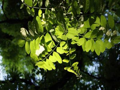 槐樹都有哪些品種？