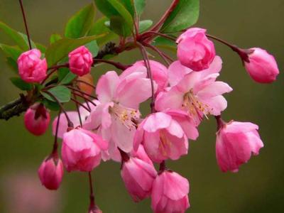 海棠四品指的是哪些品種？