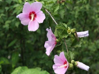 木槿都有哪些品種，花都有什么特點(diǎn)？