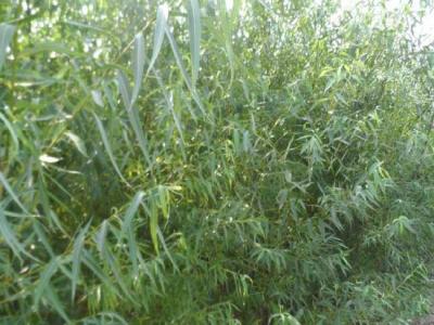 垂柳的市場價格是多少？