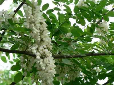 刺槐樹市場(chǎng)價(jià)格是多少？