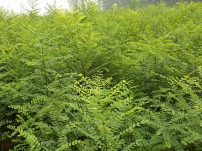 我國的國槐產(chǎn)地分布都有哪些？