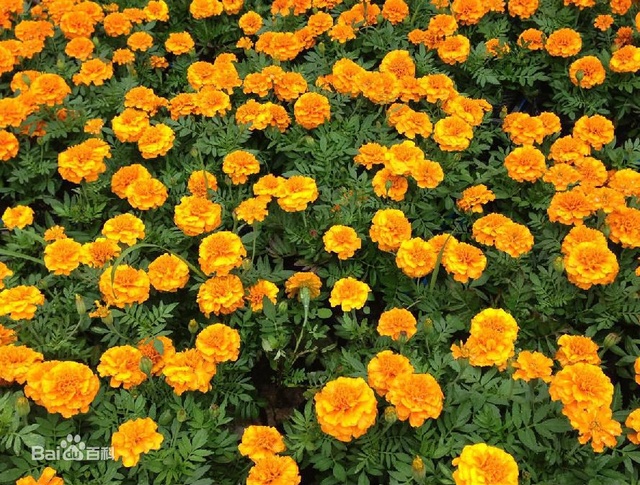 爽朗活潑的孔雀草，居然被向日葵搶去了本名！