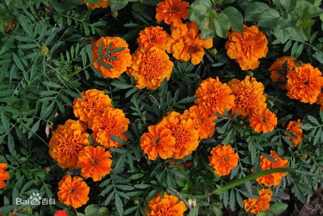 爽朗活潑的孔雀草，居然被向日葵搶去了本名！