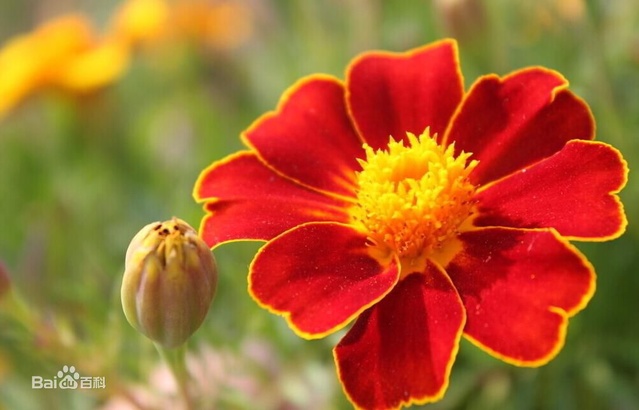 爽朗活潑的孔雀草，居然被向日葵搶去了本名！