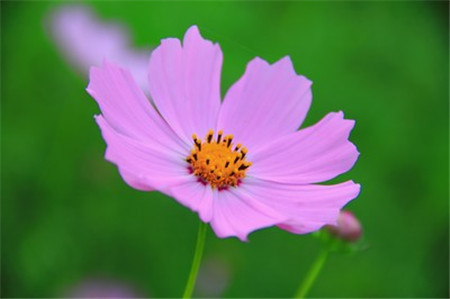 波斯菊和格?；ǖ降子惺裁磪^(qū)別