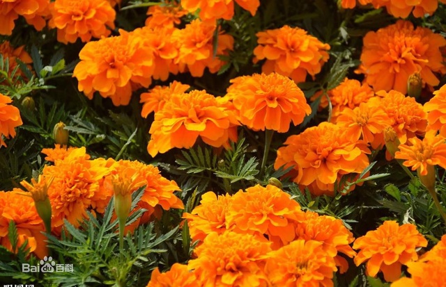 爽朗活潑的孔雀草，居然被向日葵搶去了本名！