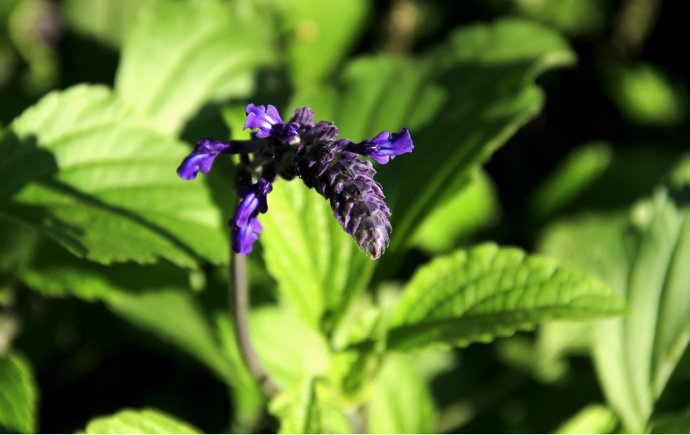 常見的幾種鼠尾草