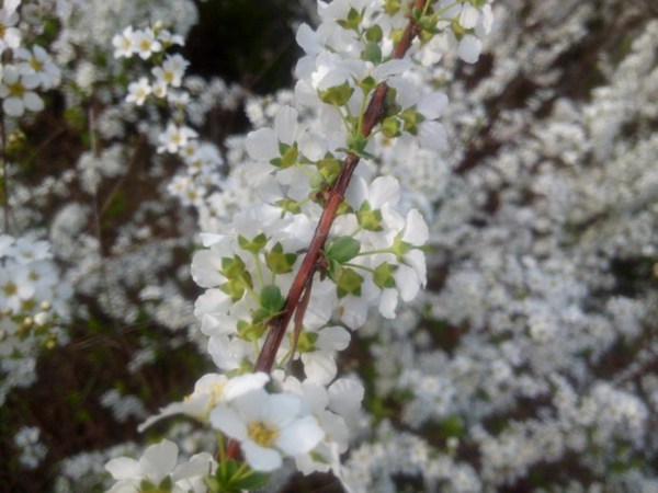 珍珠繡線菊?qǐng)D片