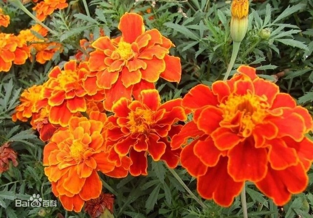 爽朗活潑的孔雀草，居然被向日葵搶去了本名！