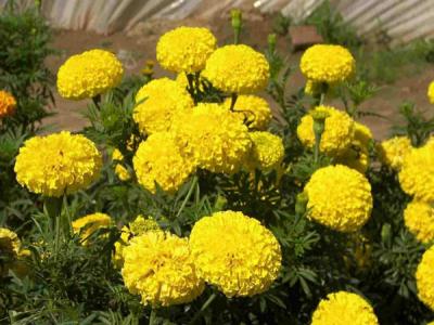 萬壽菊的花語是什么？