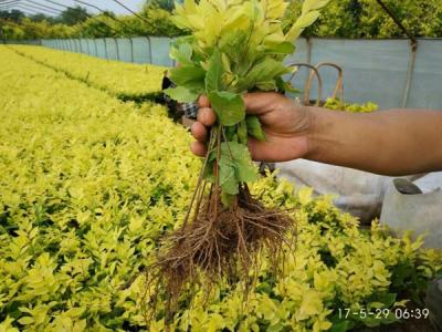 金葉榆小苗多少錢一棵，最新價格是多少？