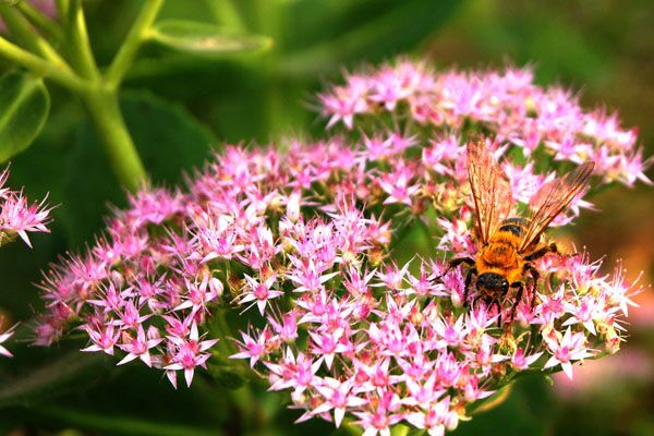 八寶景天家庭養(yǎng)殖方法及注意事項 八寶景天家庭養(yǎng)殖方法及注意事項