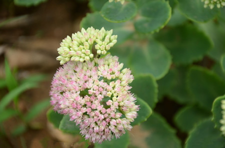 八寶景天可治療蛇毒 八寶景天可治療蛇毒