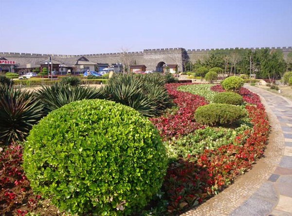 大葉黃楊球圖片