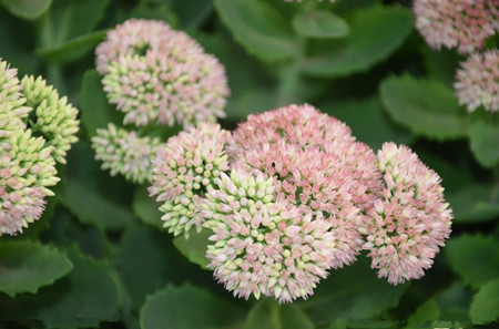 八寶景天藥用價(jià)值 八寶景天藥用價(jià)值