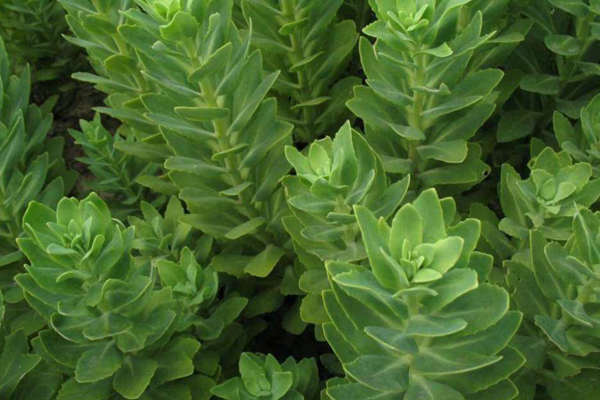 八寶景天有毒嗎？