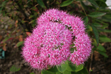 八寶景天觀(guān)賞價(jià)值 八寶景天觀(guān)賞價(jià)值