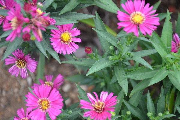 荷蘭菊的養(yǎng)殖方法和注意事項 荷蘭菊的養(yǎng)殖方法和注意事項