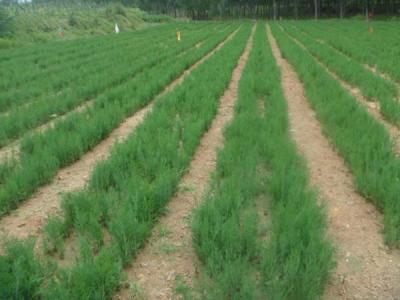 【側(cè)柏】側(cè)柏價(jià)格_圖片_種植方法