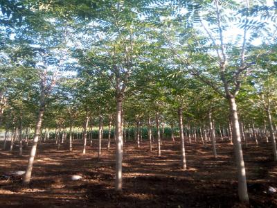 千頭椿和臭椿有什么區(qū)別?