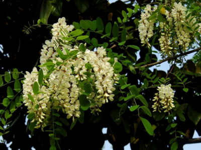 刺槐就有什么樣的生長(zhǎng)習(xí)性呢