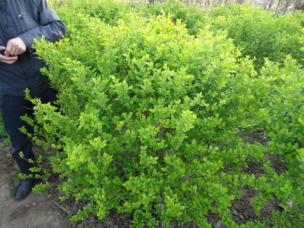 金葉女貞 金葉女貞