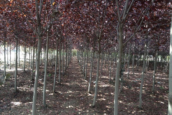 觀賞價值的紫葉李，應(yīng)該如何養(yǎng)護