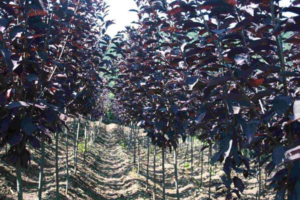 觀賞價值的紫葉李，應(yīng)該如何養(yǎng)護