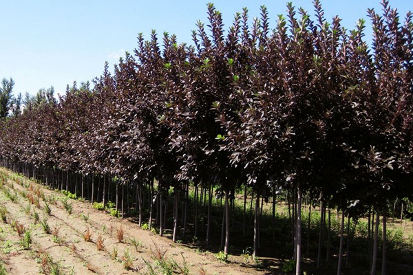 觀賞價值的紫葉李，應(yīng)該如何養(yǎng)護