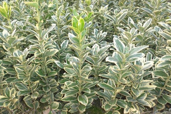 金邊黃楊 金邊黃楊