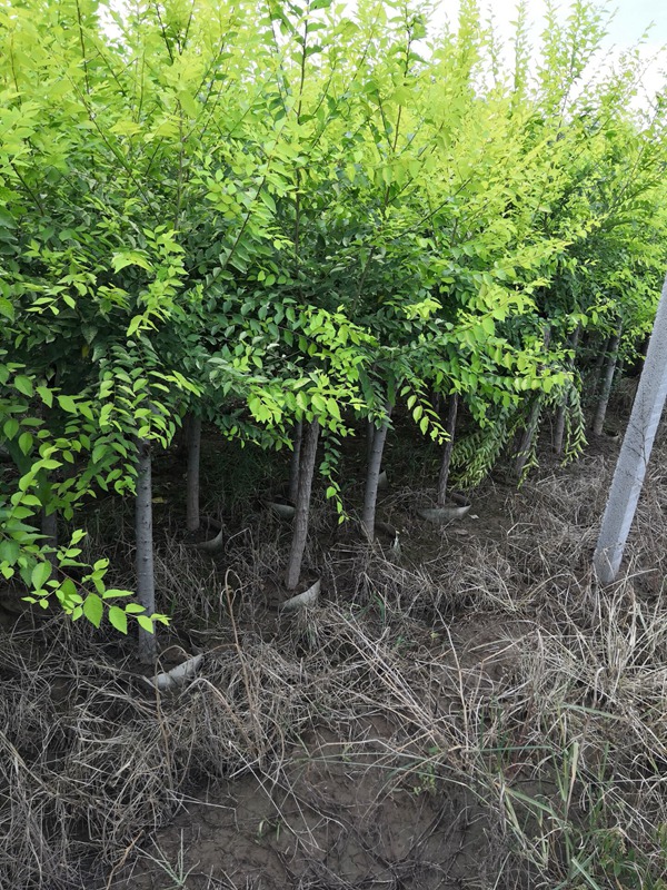 美植袋容器金葉榆 美植袋容器金葉榆