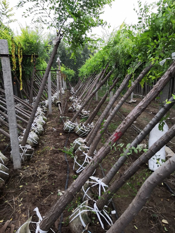 美植袋容器金葉榆 美植袋容器金葉榆