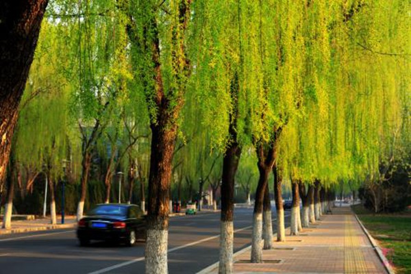 1552572037343036.jpg 金絲垂柳和垂柳之間的區(qū)別