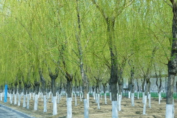 1552740629434689.jpg 8公分金絲垂柳的市場價(jià)格