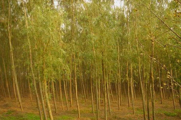 1552740636754517.jpg 8公分金絲垂柳的市場價(jià)格