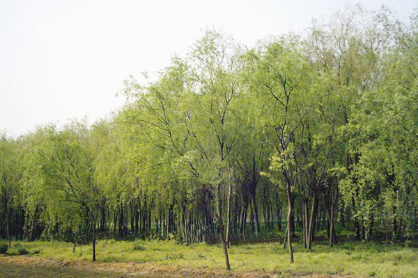 1552740649518514.jpg 8公分金絲垂柳的市場價(jià)格