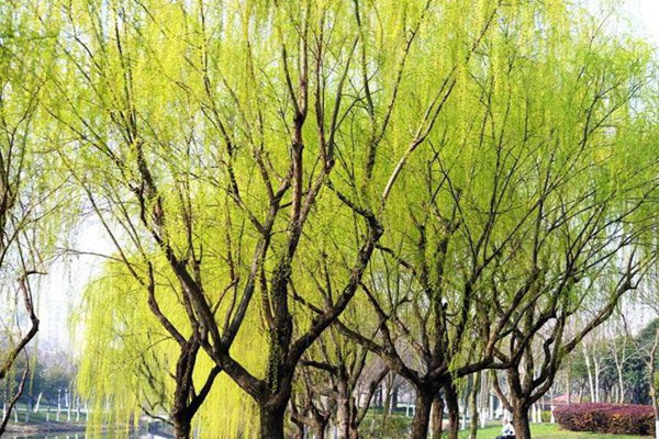 1552828862156973.jpg 10公分的金絲垂柳價格