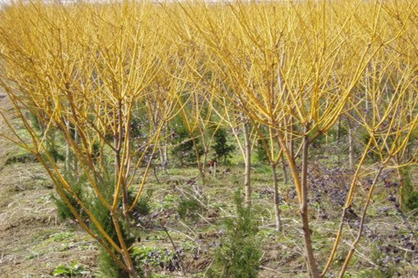 1552828869931254.jpg 10公分的金絲垂柳價格