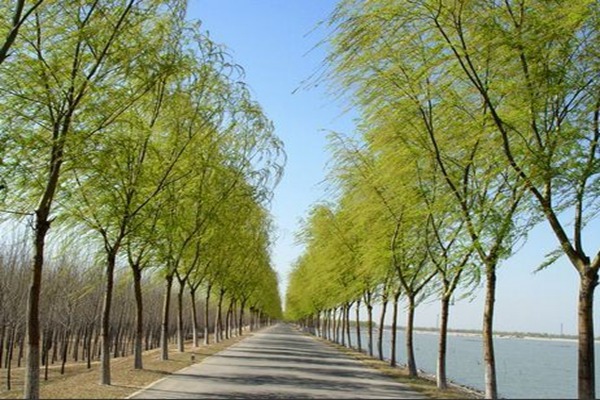 1552988876814542.jpg 2019年山東金絲垂柳價格