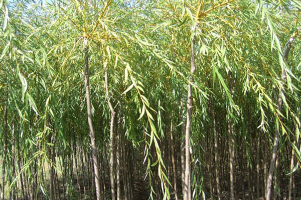 金絲垂柳是嫁接的嗎？