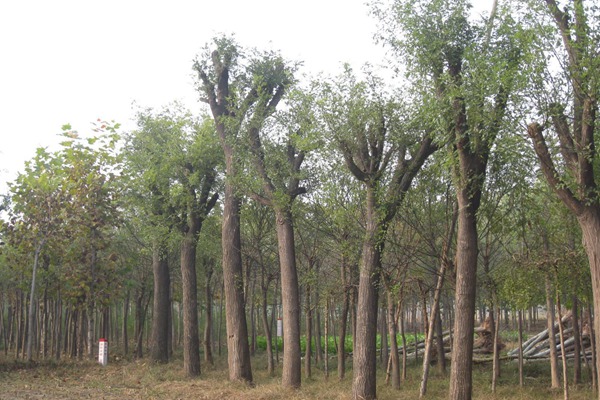 3公分國槐樹苗最新報(bào)價(jià)