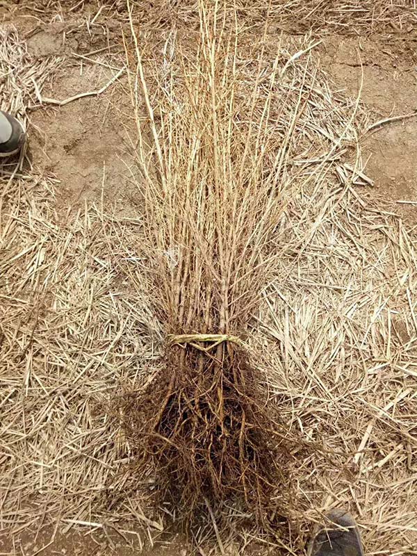 落葉松根系展示 落葉松根系展示