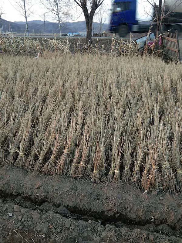 落葉松儲存 落葉松儲存